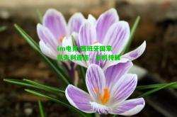 im电竞:西班牙国家队失利连连，危机待解